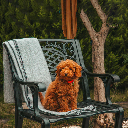 Scaun exterior negru RIMINI fotografiat cu caine, evidențiind designul ergonomic, materialul durabil și structura rezistentă la intemperii. Ideal pentru spații exterioare precum terase, grădini și cafenele. Scaun exterior negru RIMINI fotografiat cu caine, evidențiind designul ergonomic, materialul durabil și structura rezistentă la intemperii. Ideal pentru spații exterioare precum terase, grădini și cafenele.